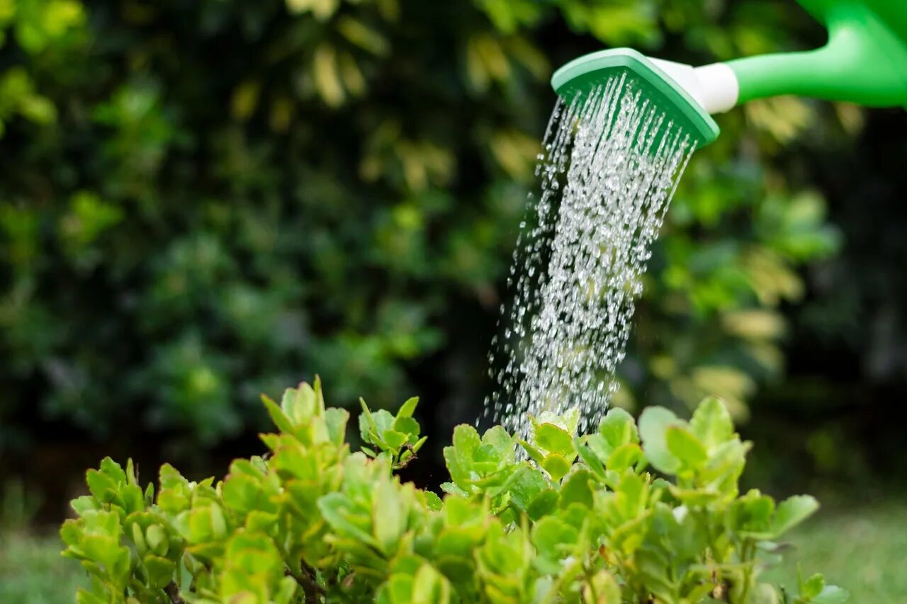 We were watering the plants. Полив растений. Вода и растения. Полив лейкой. Лейки для полива грядок.