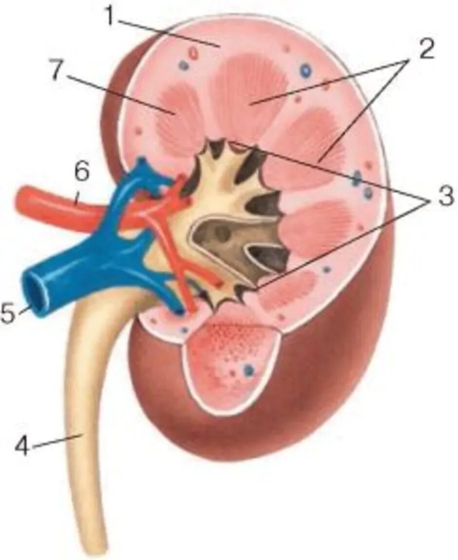 Строение почки рис 116. Строение почки биология 8 кл. Строение почки 8 класс биология. Строение почки человека 8 класс биология.