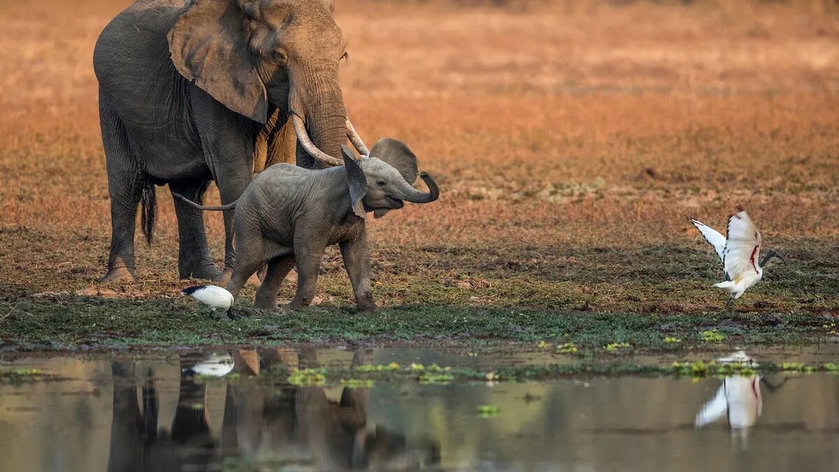 Elephants are big cats. Южная Луангва. Парк Южная Луангва. Северная Луангва национальный парк. Река Луангва Африка.