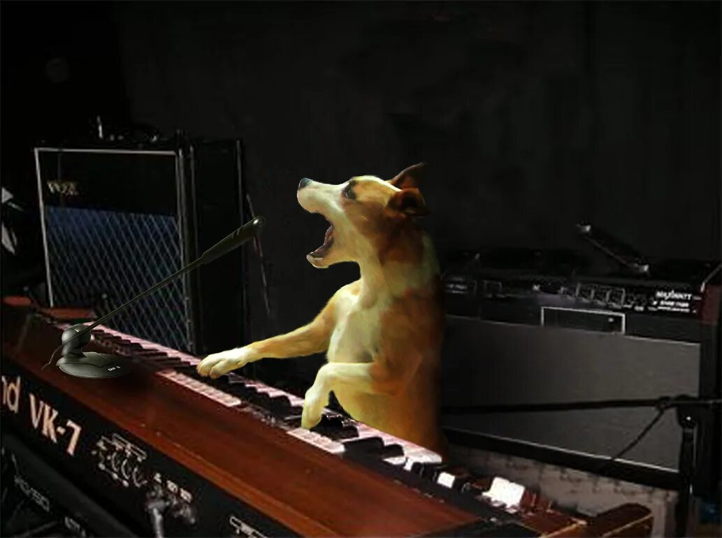 музыканты требуют внимания. собаки музыканты. бадди ред боу. собака за пианино. животные с электрогитарой.