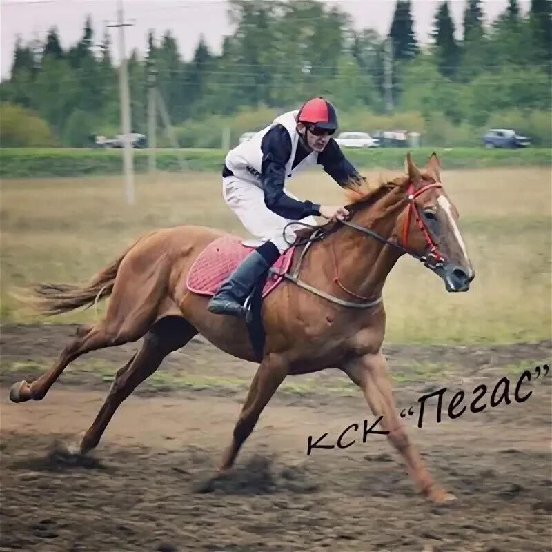 Кск профиль. КСК Пегас Дракино. Конюшня Пегас. КСК Пегас Чернушка. Пегас Пенза конно-спортивный.