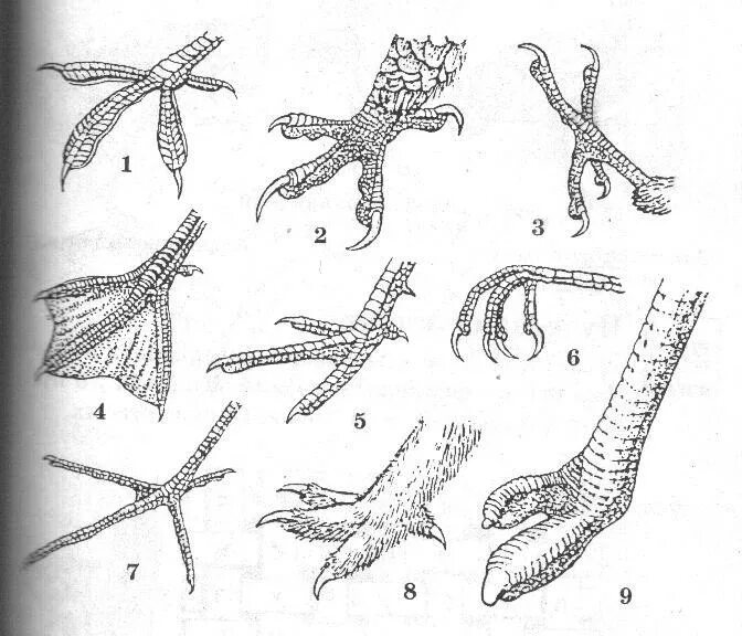 Костные птицы примеры. Лапы птиц. Строение ноги птицы. Строение конечностей птиц. Строение лапы птицы.