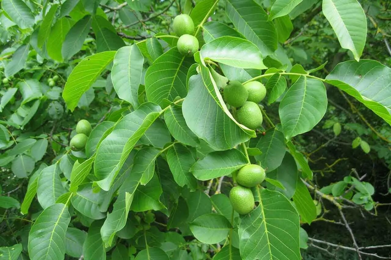 Файл:Walnut-tree 20041012 2599.JPG - Википедия