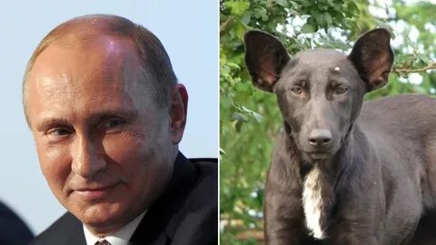 Собаки которые похожи на собак