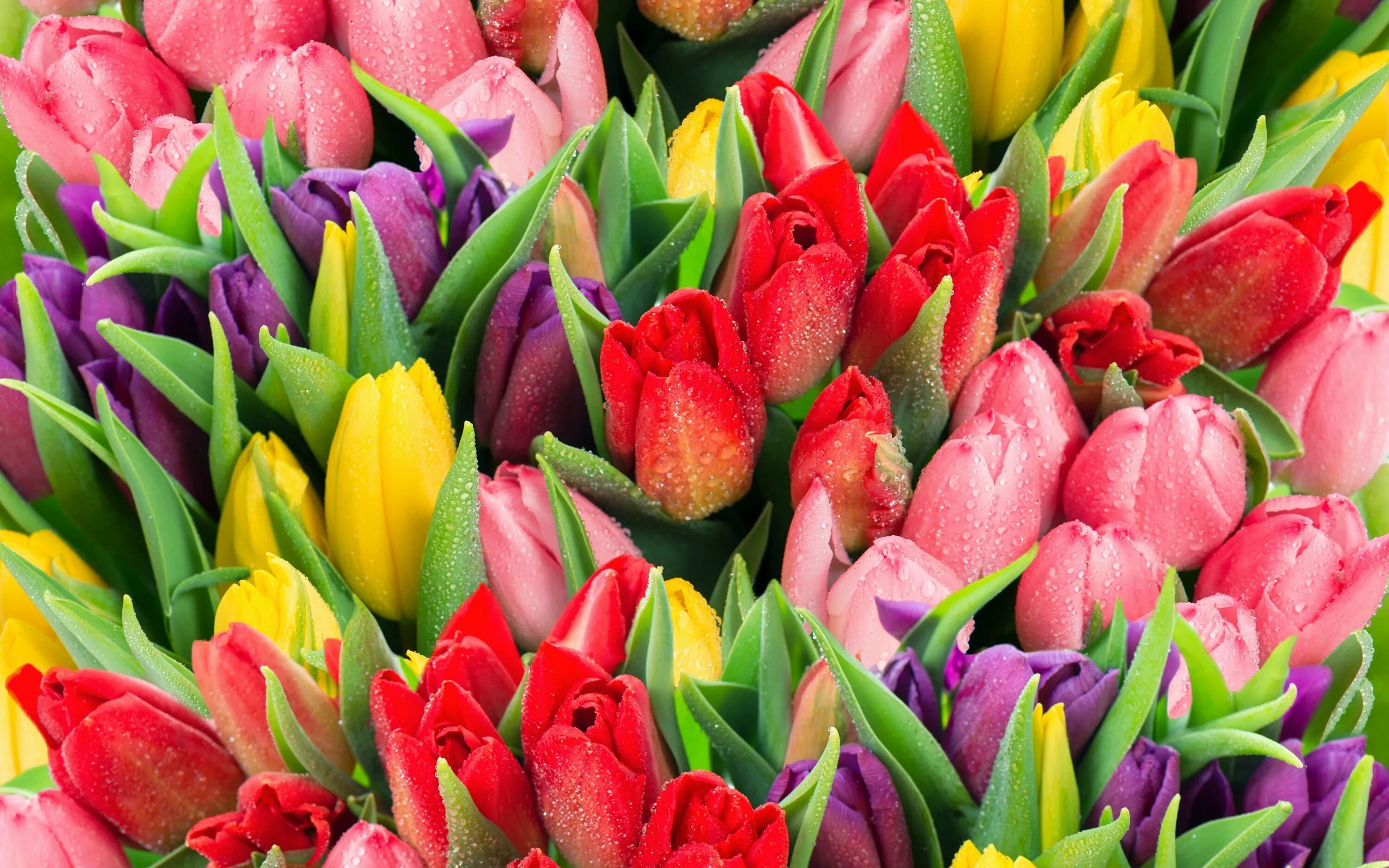 Цветные тюльпаны картинки. Красивые тюльпаны. Тюльпаны разноцветные. Яркие тюльпаны. Много тюльпанов.