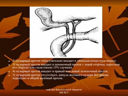 Проток печени впадает в