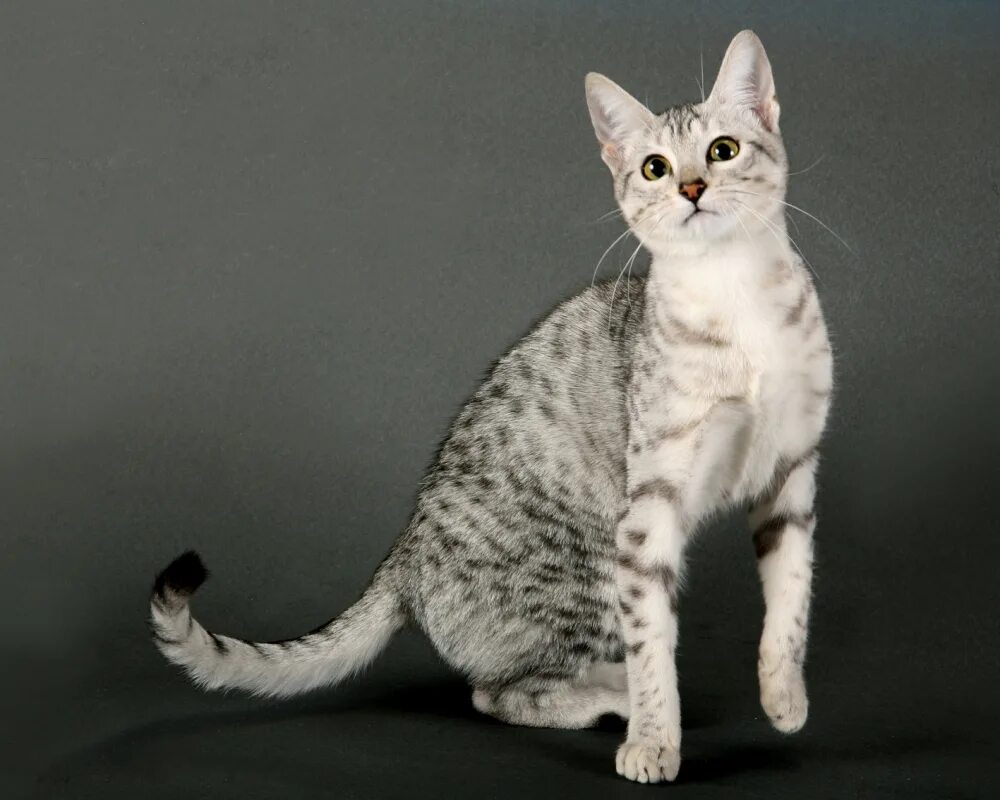 Египетская МАУ кошка. Порода кошек Египетская МАУ. Египетская МАУ белая. Египетская МАУ дымчатая.