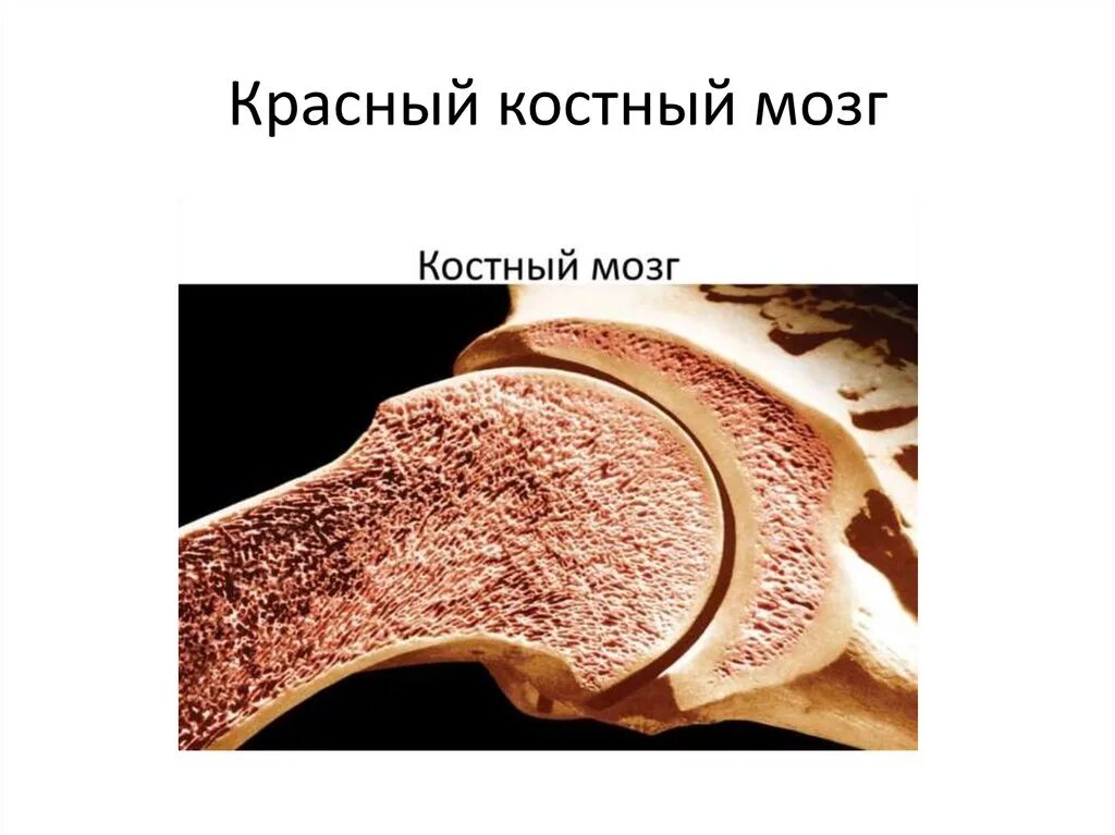 Красный мозг костей