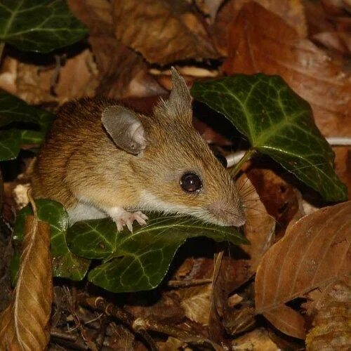 Мыши живущие в лесу. Крымская мышь полевка. Лесная мышь. Дикая мышь. Мышь в лесу.