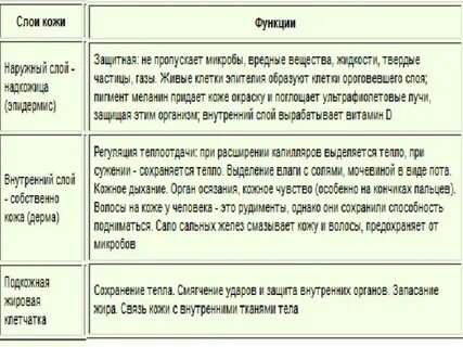 Строение и функции кожи 9 класс таблица