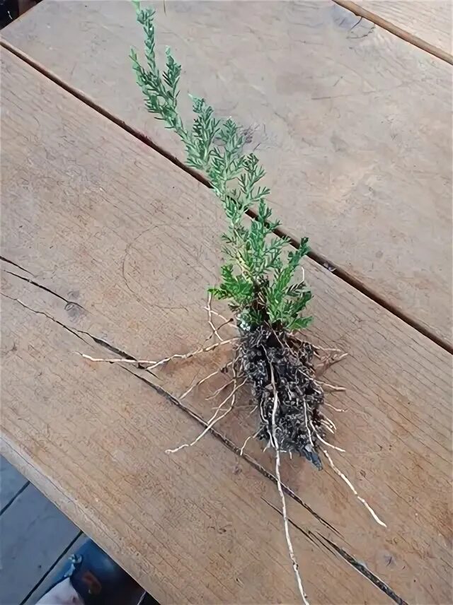 Череночница для хвойных своими руками.