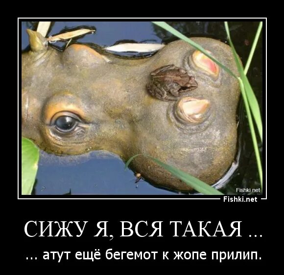 Сижу такая и