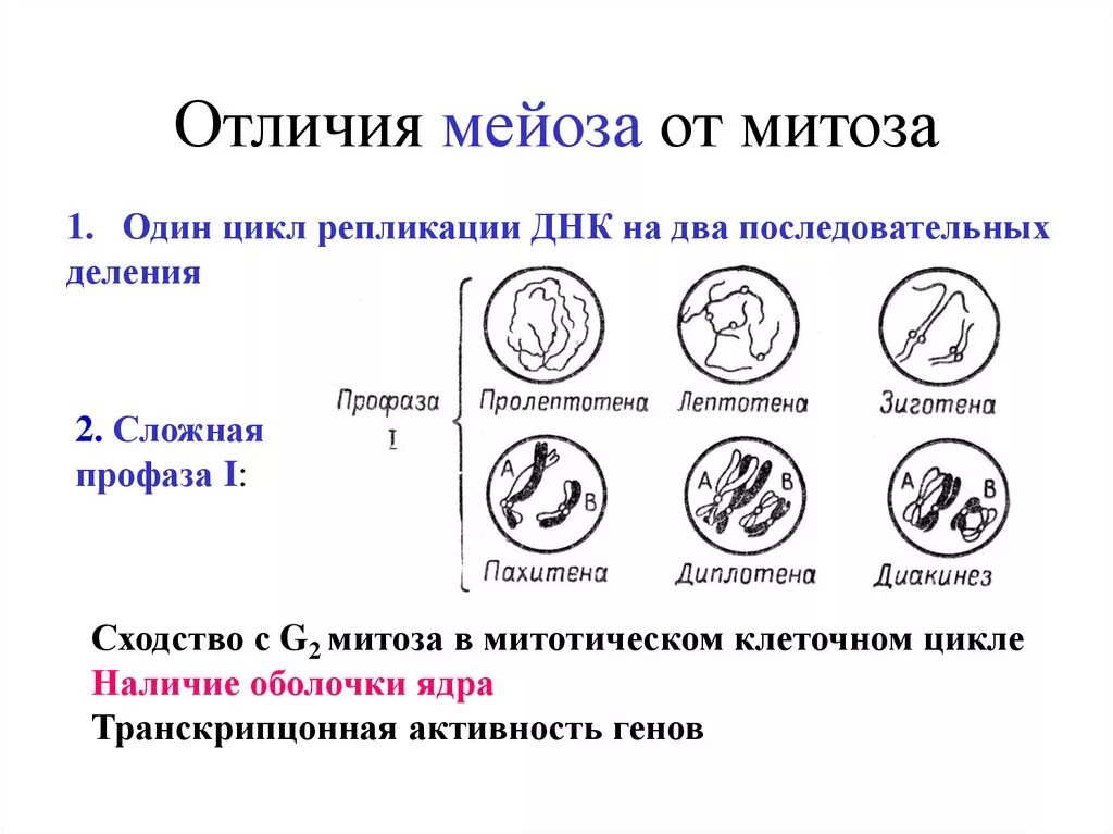 Отличие митоза от мейоза. Отличия редукционного деления мейоза от митоза. отличие митоза от мейоза в профазе. отличие митоза от мейоза схемы рисунки.