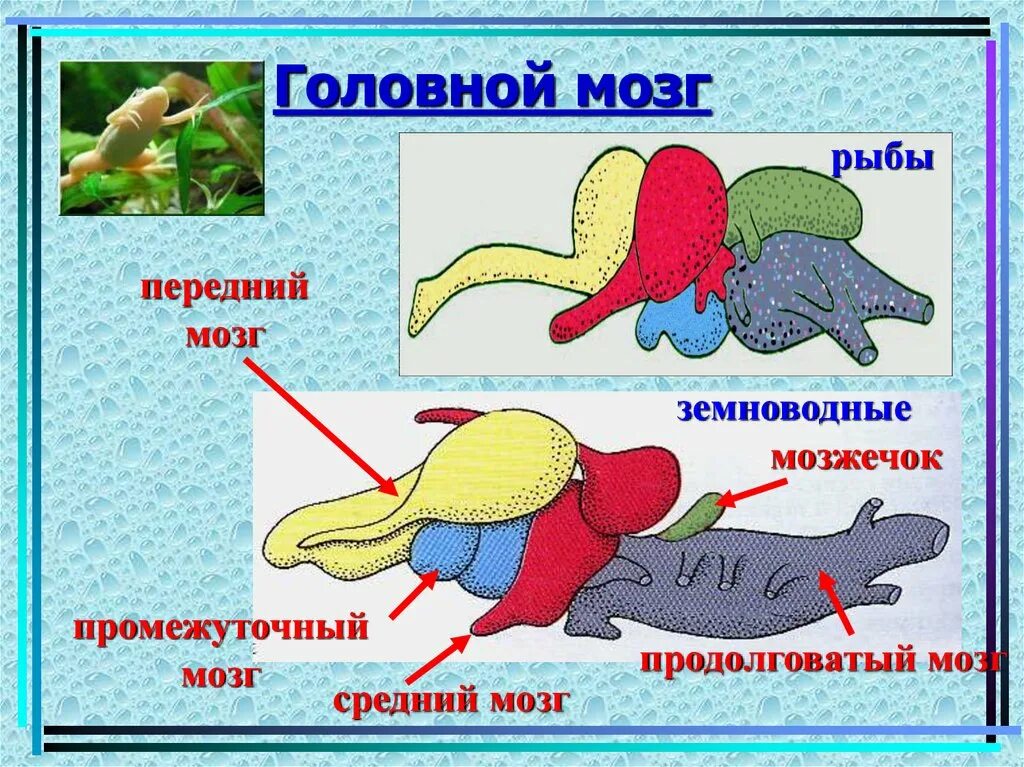 Головной мозг птиц отличается от земноводных. Строение головного мозга земноводных. Функции отделов головного мозга у земноводных. Головной мозг рыбы. Строение головного мозга рыбы.