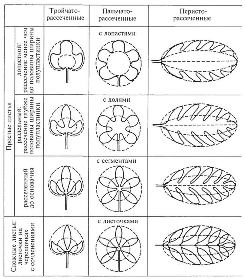 Перисто рассеченная форма листа. Типы рассечения листовой пластинки. Типы листьев по рассеченности листовой пластинки. Тип листовой пластинки сложного листа. Пальчатый Тип листовой пластинки.