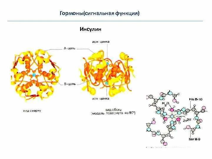 В чем заключается защитная функция белков. Защитная функция белков. защитная функция белков состоит в. защитная функция белков картинки. функции белков рисунок.