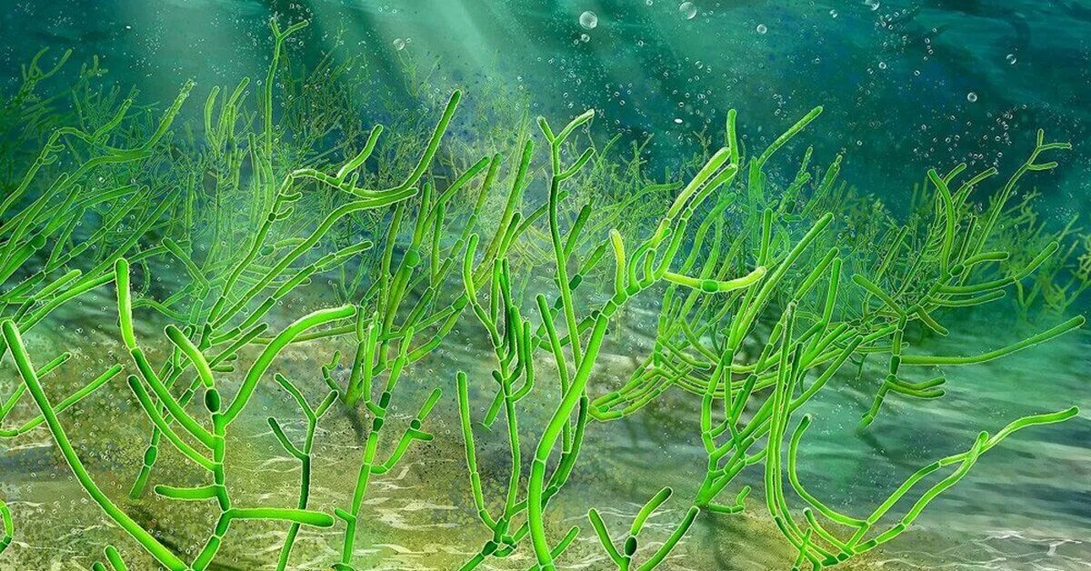 Подводные растения. Зелёные водоросли. Зеленые морские водоросли. Растения в море.