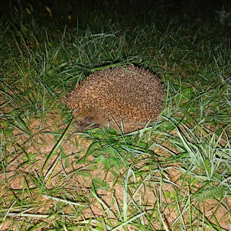 Обыкновенный ёж. Ежа трава. Сайт бабаб ёжика. Большой еж. Фон для рабочего стола ежик.
