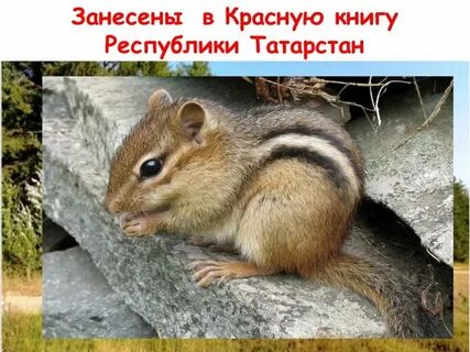 Животные занесенные в красную книгу республики татарстан