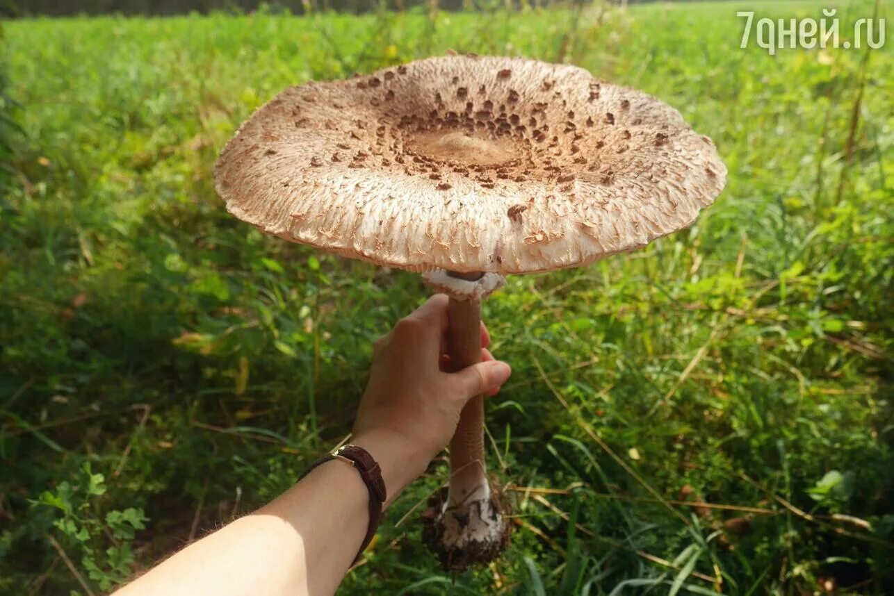 Гриб-зонтик пёстрый съедобные. Гриб - зонтик пёстрый (macrolepiota procera). Как приготовить зонтик пестрый. Лепиота каштановая. Гриб-зонтик пёстрый съедобные.