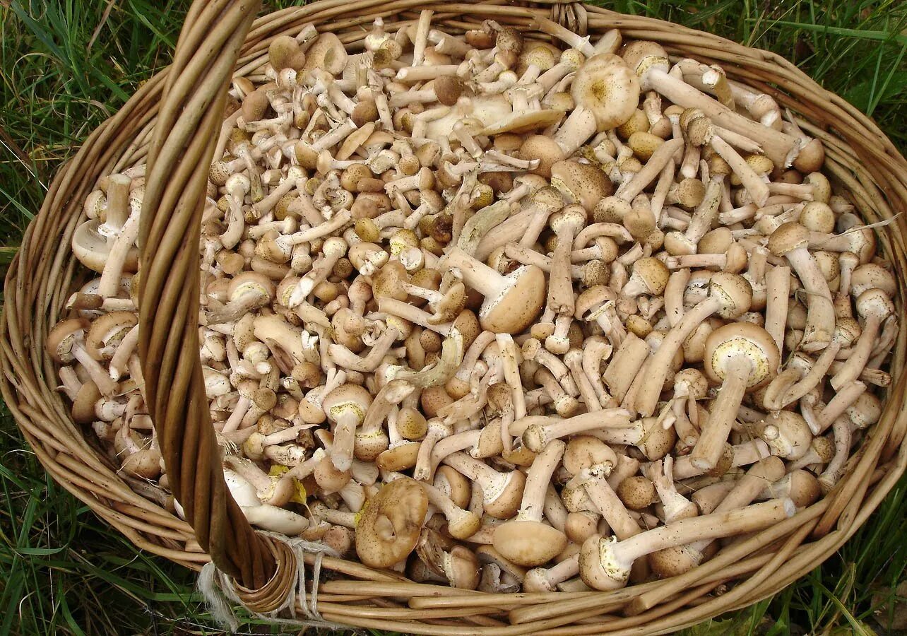 Опята в Калужской области. Опята в Калужской области сейчас. Липовки грибы. Опята в корзинке. Пшеничный гриб