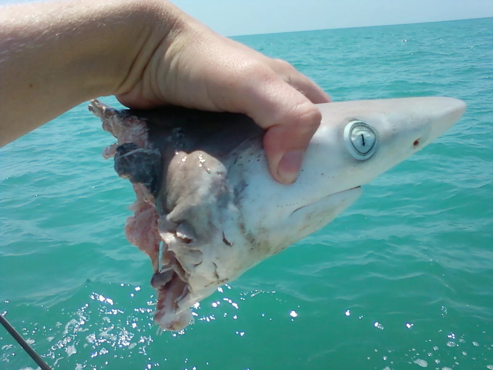 Мексиканская акула. Сейчас акула есть. Сейчас акула есть. Большая белая акула. Сейчас акула есть.