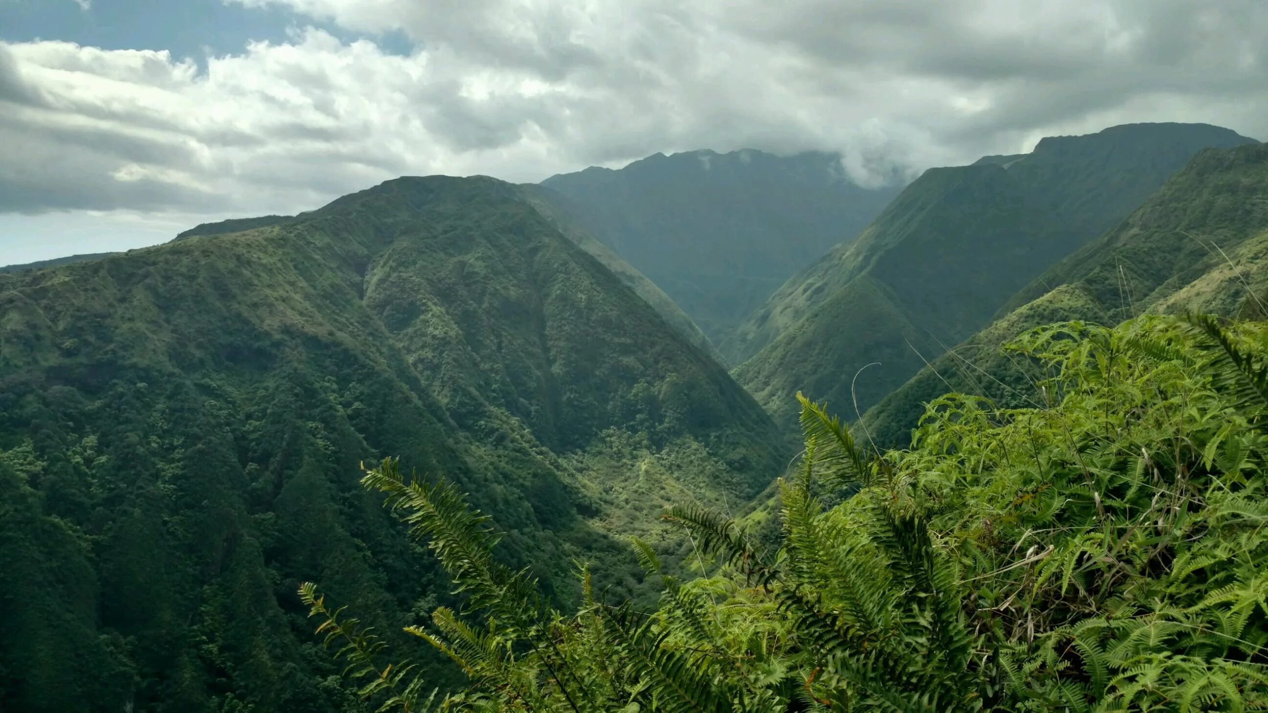 Тропические горные вечнозелёные леса. Тропический лес в горах. Лес холмы эквадор. Азорские острова португалия. Оаху гавайи джунгли.