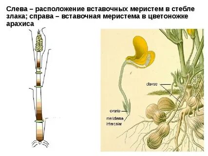 Интеркалярная меристема