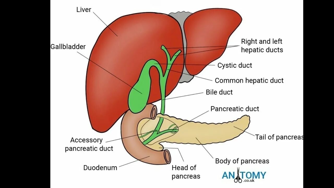 Печень и желчевыводящие пути. Liver structure.