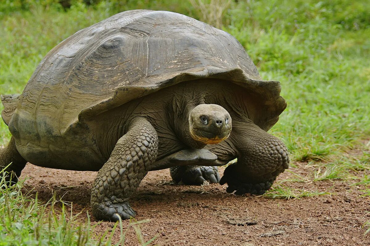 Абингдонская слоновая черепаха. Galapagos giant Tortoise. Галапагосская черепаха. Абингдонская слоновая черепаха одинокий Джордж. Черты приспособленности слоновых черепах