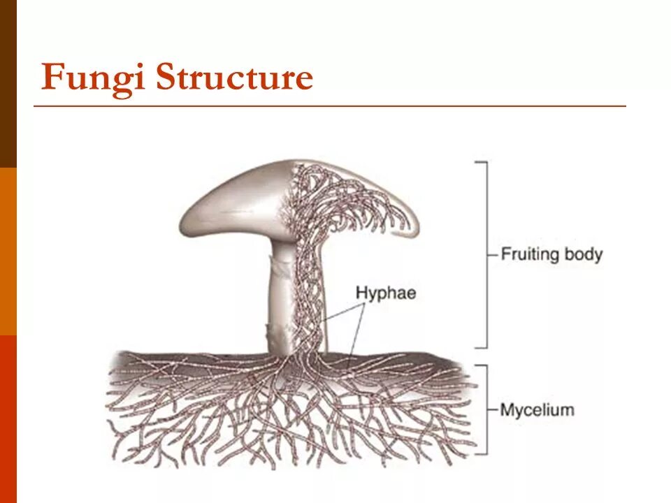 Mushroom structure. Fungi structure. Грибы fungi. Fungi строение. Mushroom глагол