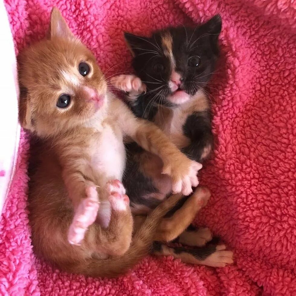 Кот 2 дня. Маленький котенок. котята в обнимку. котики обнимаются. обнимашки котят.