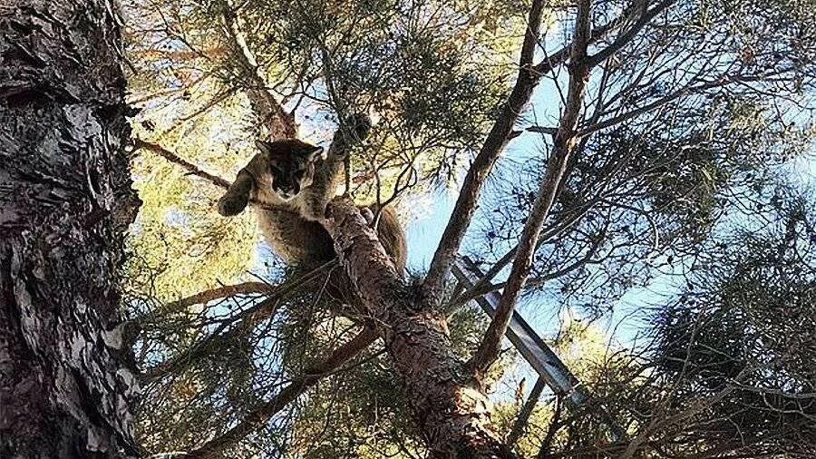 Повешенные животные в лесу. Девочка застряла меж двух деревьев. Застряла между двух деревьев. Лосиха застряла между деревьев. Застряла между двух деревьев.