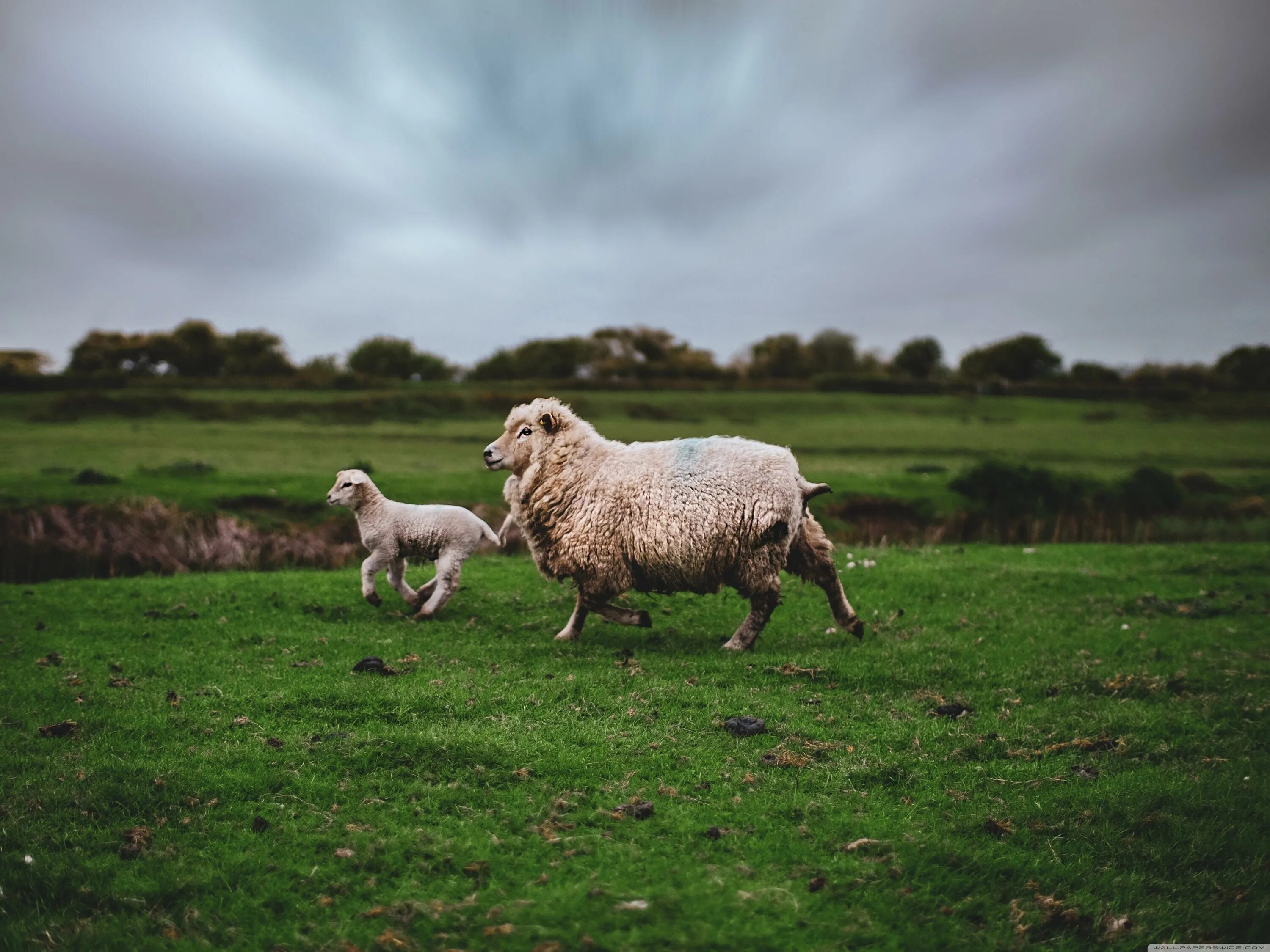 Овцеводство в Исландии. Тоскана овца. Тосканская овца. Керри Хилл овцы.