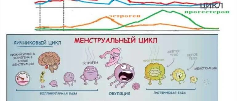 Почему сокращается цикл. Нарушение менструального цикла. цикл месячных. менструальный цикл картинки. менструальный цикл коротко.