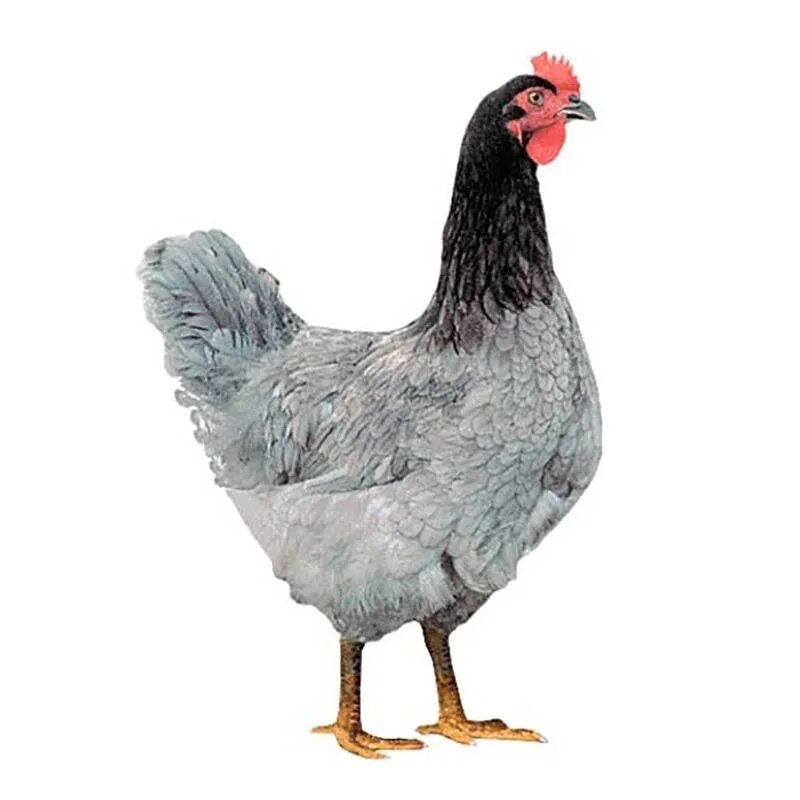 Куры76, сельскохозяйственная продукция, село Благовещенье, 20 - Яндекс Карты