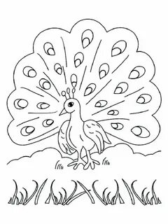 Peacock Coloring Pages Ideas (PDF Printable) - Coloringfolder.com Peacock colori