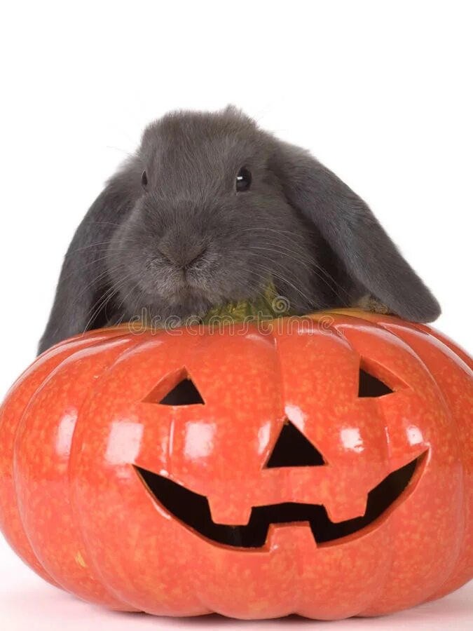 Можно кроликам тыкву. Кролик с тыквой. Тыква для Хэллоуина с кроликом. Сувенир кролик с тыквой. Крольчиха с тыквой.