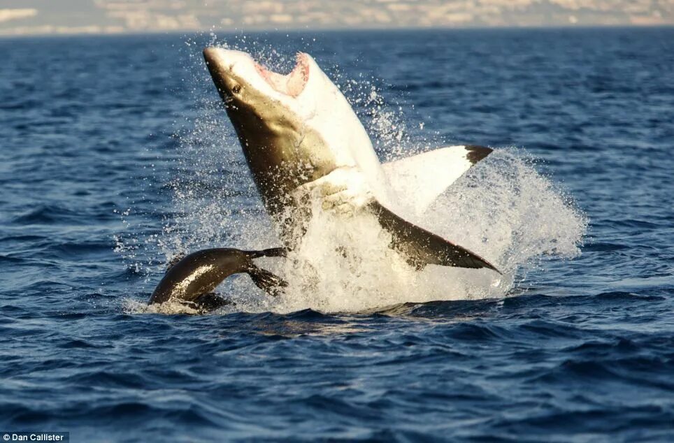 Белая акула против. Касатки против акул. Касатка против белой акулы. Shark Hunting the great White Касатка.