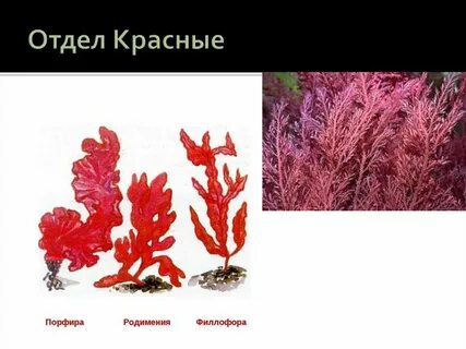 Филлофора систематическая группа