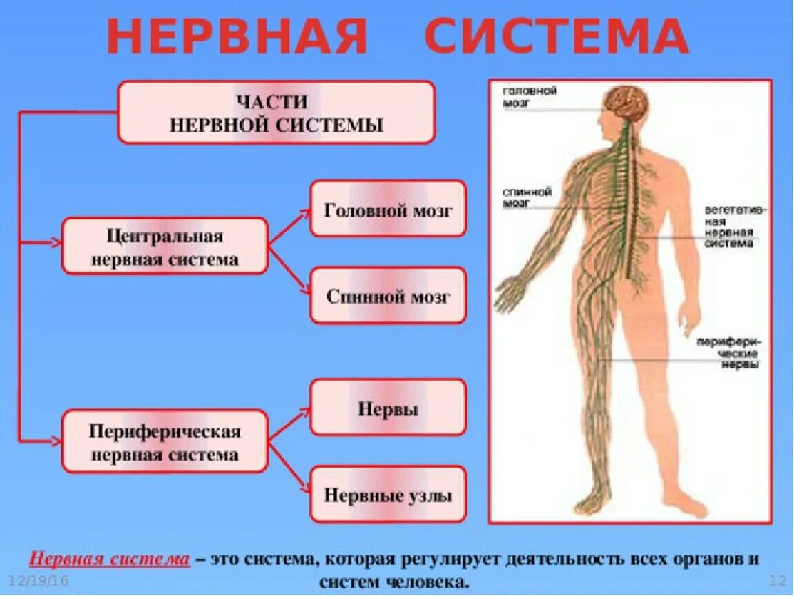 Какой орган является. Из чего состоит нервная система органы. Из чего состоит нервная система 3 класс. Из чего состоит нервная система 3 класс окружающий мир. Человек в системе.