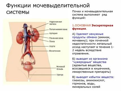 Исследование органов мочевыделительной системы