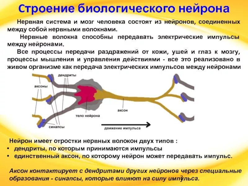 Мозг передается. Нервные импульсы передаются в мозг по нейронам. Передача импульса по нервной клетке. Передача нервного импульса с нейрона. Передача нервных импульсов по волокнам нервной системы.