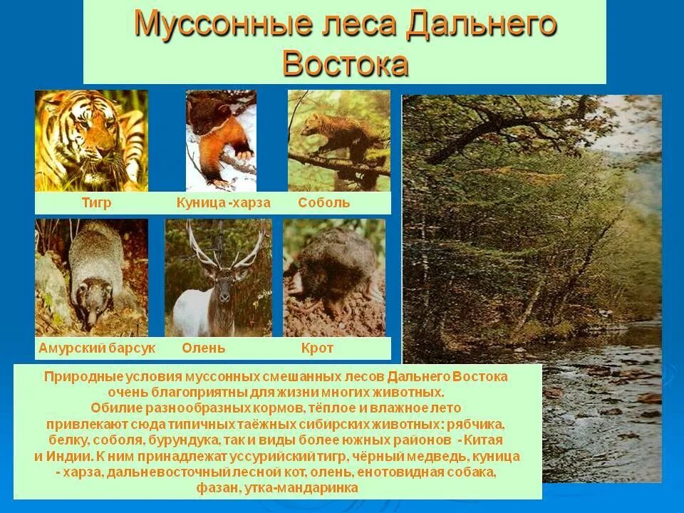 Какие животные обитают в зоне лесов. Животный мир муссонных лесов дальнего востока. животные муссонных лесов евразии. гп муссонных лесов дальнего востока. животные муссонных смешанных лесов в россии.