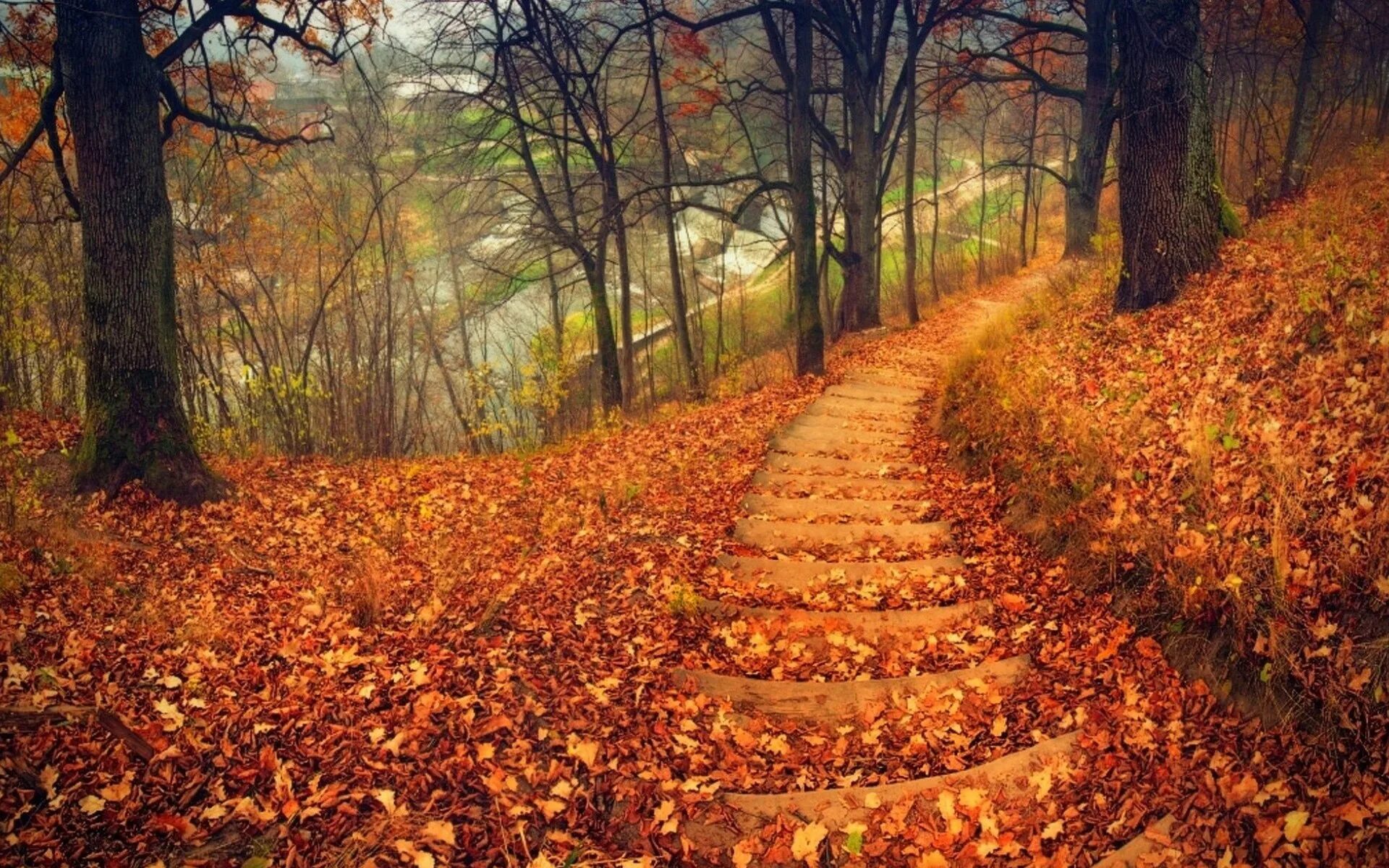 Осенний лес. Осенняя тропинка. Осенние дорожки. Тропинка в осеннем лесу.