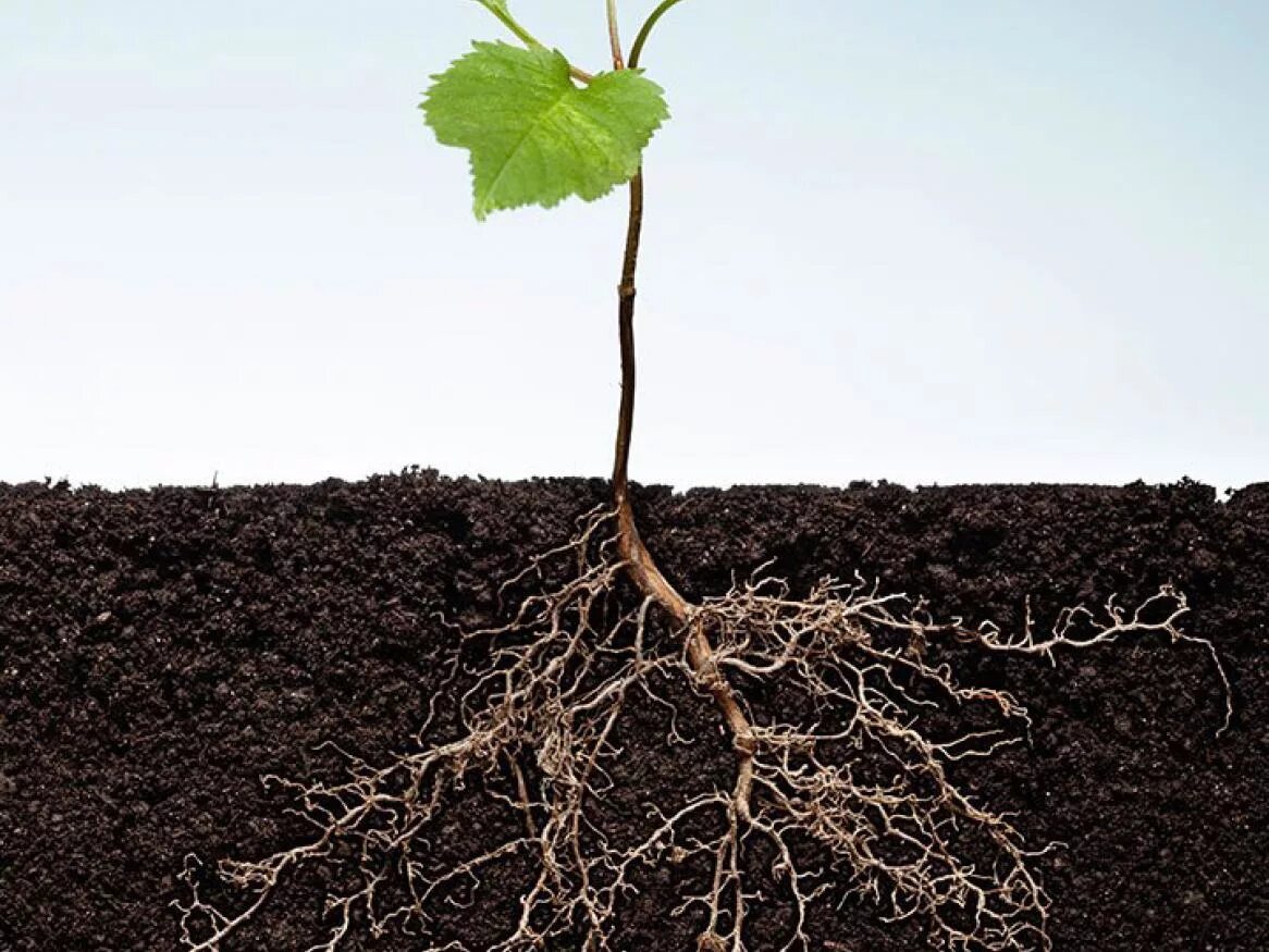 Planting the roots
