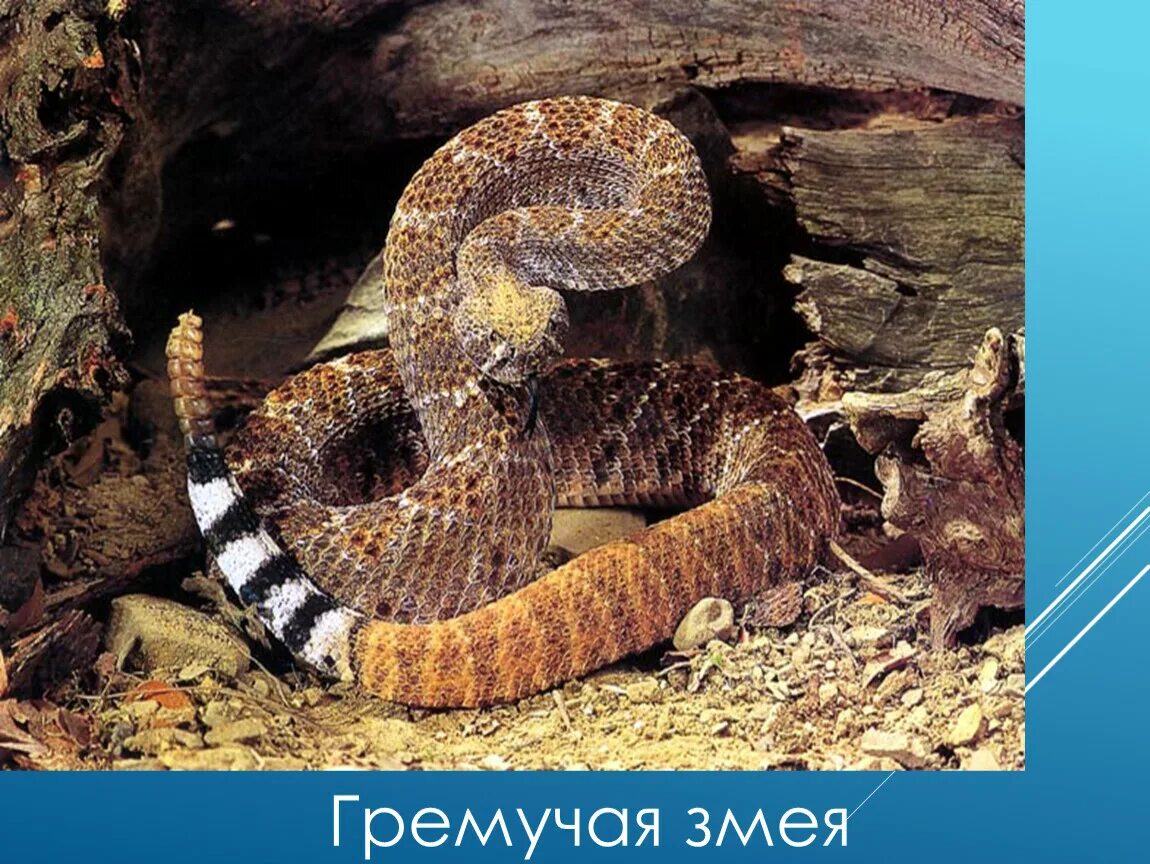 Гремучие змеи Северной Америки. Crotalus Atrox. Гремучая змея Мохаве. Гремучник Василиск.