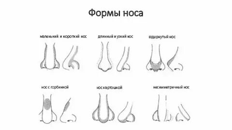 Формы носа у женщин