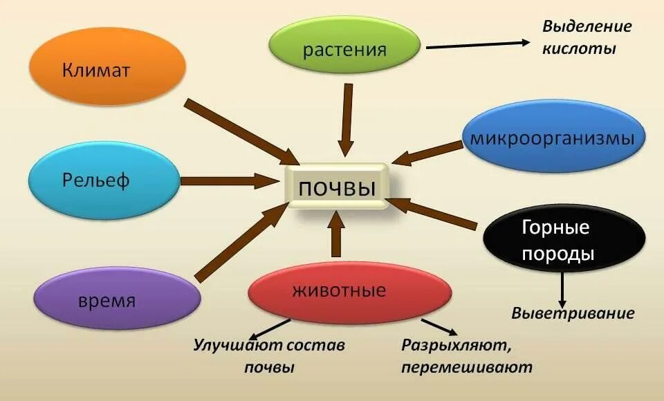 Факторами формирования почв являются. Схема основные почвообразующие факторы.