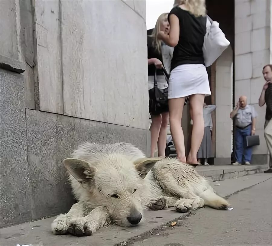 Кот едет на собаке. Собака мимо. Кот выгуливает собаку. Кот верхом на собаке. Собака мимо.
